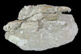 Cretaceous Fish (Stromerichthys) Jaws & Shark Teeth In Rock #88710-3